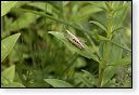 Chorthippus albomarginatus Kustsprinkhaan insect insecten kever kevers tor torren spin spinnen wesp wespen bij bijen sprinkhaan sprinkhanen vlieg vliegen mug muggen